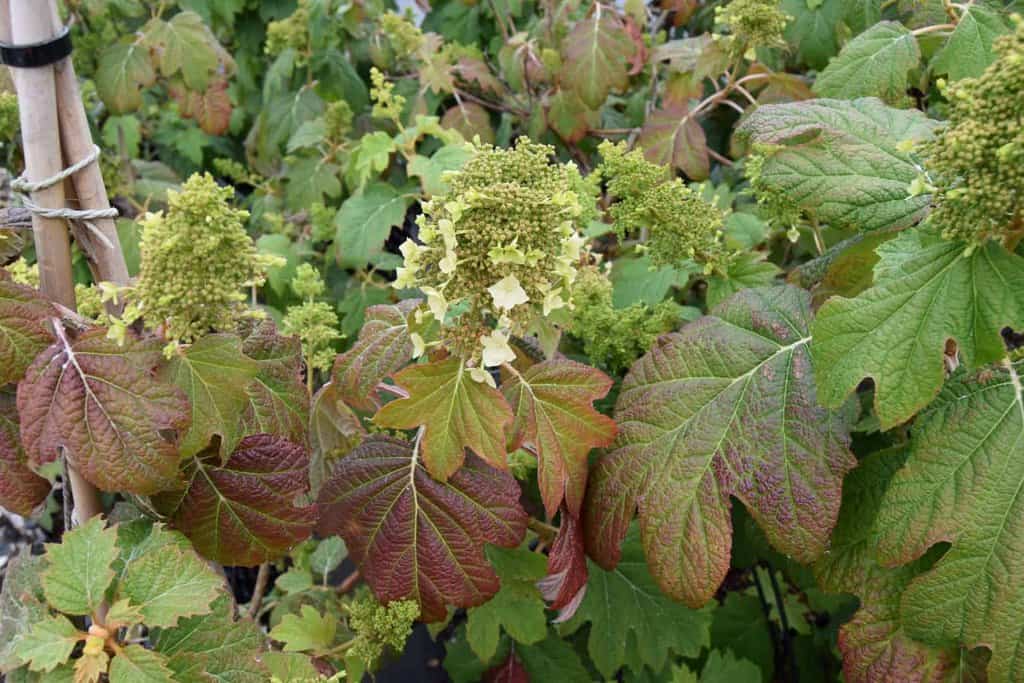 Hydrangea quercifolia Snow Queen ('Flemygea') 15-20 cm